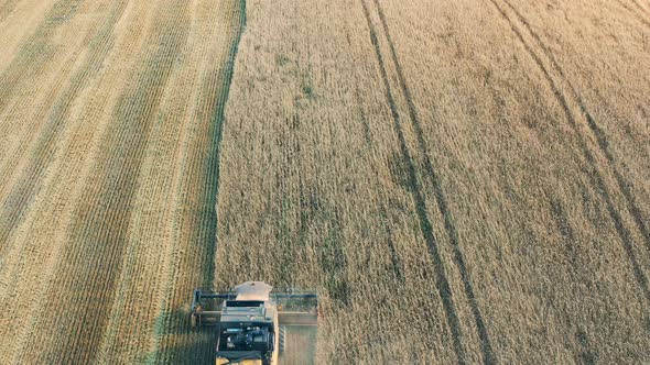 Top View of a Wheat Field with Crops Getting Reaped