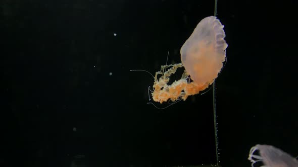 Jellyfish - Chrysaora Achlyos - at Kamon Aquarium, Japan.