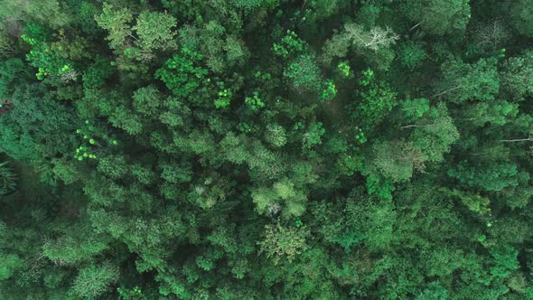 Aerial Shot of a Tropical Rain Forest. Top View of Green Trees From Drone. Aerial Drone View of