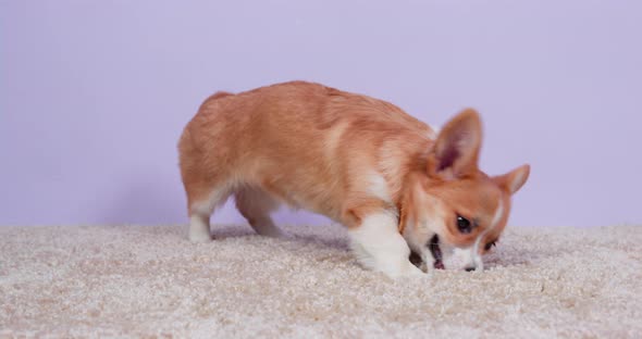 Mischievous Welsh Corgi Pembroke or Cardigan Puppy Nibbles Pile of Carpet While Owner Does Not See