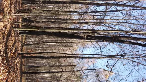 Vertical Video Aerial View of Trees in the Forest on an Autumn Day in Ukraine Slow Motion