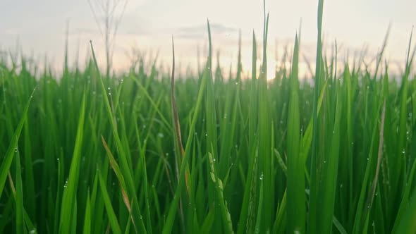 Close Up Tall Green Grass with Ripe Rice Cobs Covered with Drops of Morning Dew