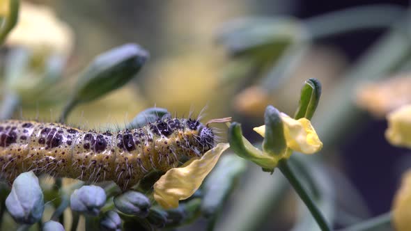 Cabbage butterfly caterpillar on green broccoli with yellow flowers, macro