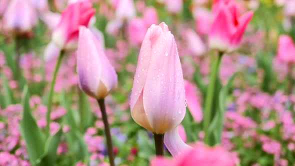 Tulip Of Pink Color Close Up 