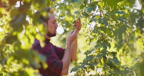 A Man Inspects the Hops Growing From a Tree A Young Farmer Smells the Hops Growing From a Tree