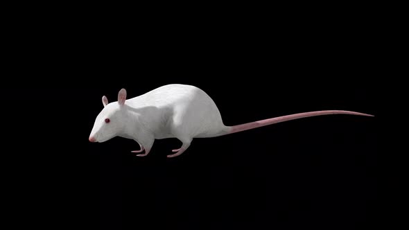 White Rat Idle Side View
