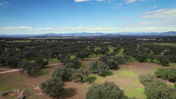 Flying in Quercus Ilex Holm Oak Forest in Extremadura Spain