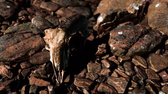 Ram Skull on Desert Rocks