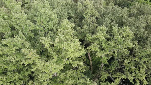 Aerial View of Green Forest in Summer. Ukraine