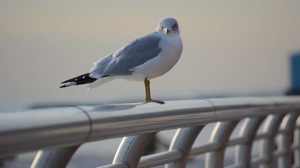 Seagull Perched on Rail