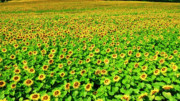 Sunflower blooming field. Aerial view of agriculture in Poland.