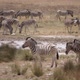 Zebra in the Wild - VideoHive Item for Sale