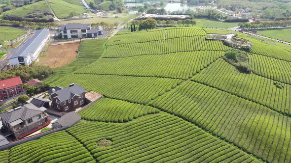 Tea plantation in mountain