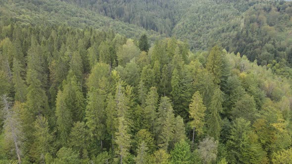 Trees in the Mountains Slow Motion. Aerial View of the Carpathian Mountains in Autumn. Ukraine