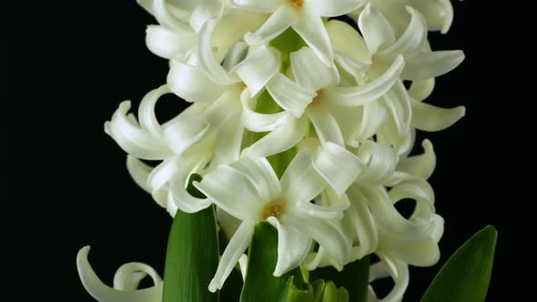 Rotation of a spring flower on a black background. White hyacinth flower rotates 360