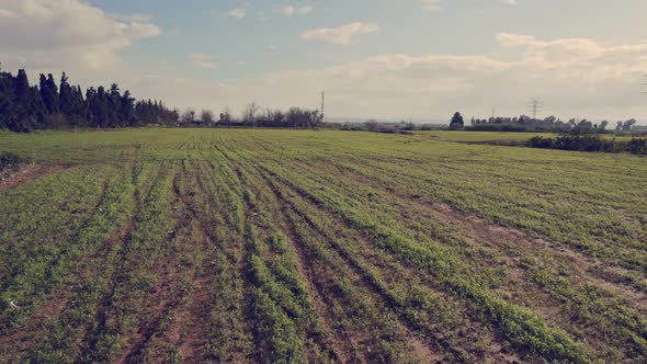 Cinematic Drone fly by Green Fields, trees blue sky