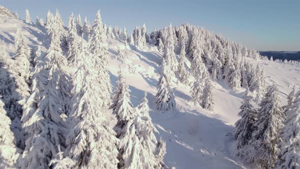 Flying Between Completely White Snow Covered Pine Trees at Sunrise