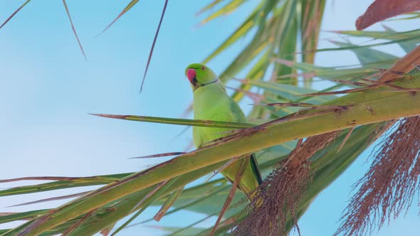 A Curious Wild parrotA Curious Wild Parrot The Roseringed Parakeet Psittacula Krameri Also Known As