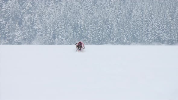 Dog Playing in the Snow