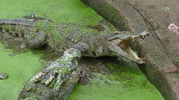 Feeding the Crocodile