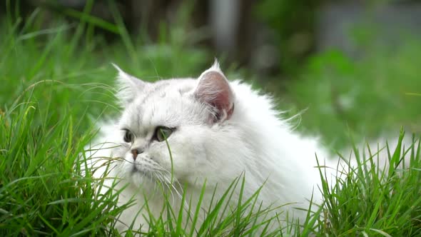 Cute Persian Cat Hiding In Green Grass