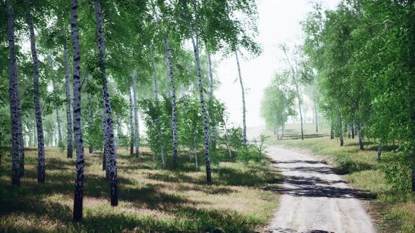 Birch Forest in Sunlight in the Morning