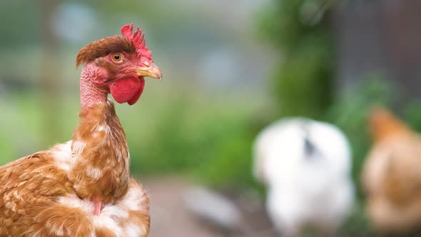 Chicken feeding on traditional rural barnyard. Hens on barn yard in eco farm. Free range poultry