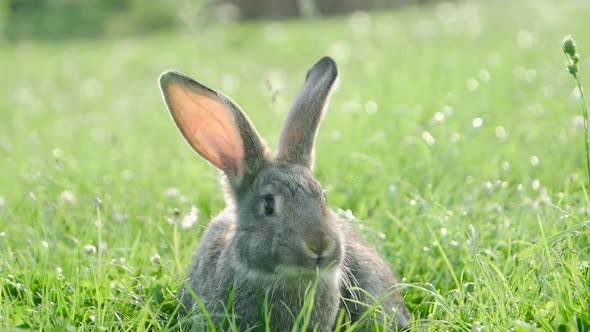 Adult Rabbit in Green Grass Gray Rabbit