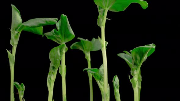 Time Lapse of Growth Vicia Faba Plants