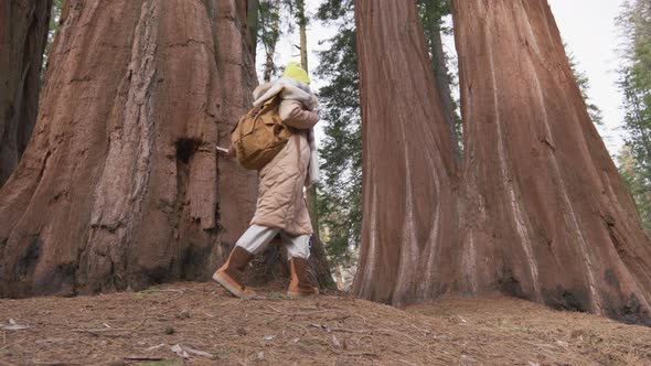 Slow Motion Female Traveler Walking at Largest Tress in Sequoia National Park