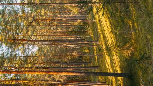 Vertical Time Lapse Autumn Forest At Sunset