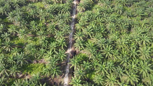 Aerial View of The Palm Oil Estates