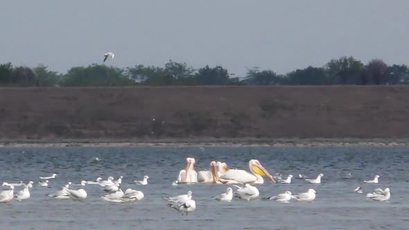 Pelicans and Other Birds on the Lake