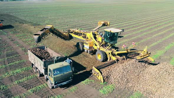 Combine Is Collecting Root Crops and Relocating Them Into the Truck