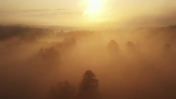 Epic Aerial Background of Beautiful Misty Dark Forest Valley Covered with Thick Fog on Golden Hazy