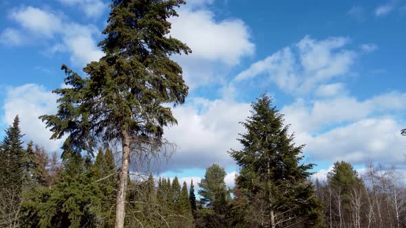 Green pine trees with pine cones on sunny blue sky