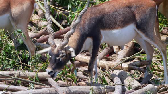 Close up shot of wild Indian Antelope foraging food on farm in Nepal during sun - Prores 4K footage