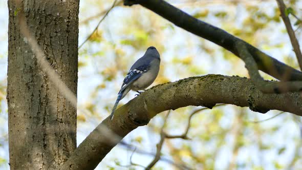 A blue jay perched on a tree branch, Ontario, Canada, static medium shot