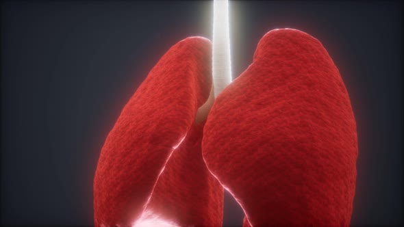 3d Animation of Human Lungs