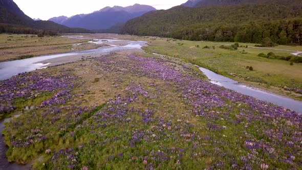 Lupins in New Zealand aerial footage
