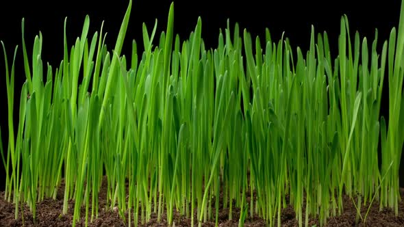 Time Lapse of Growth Fresh Green Grass