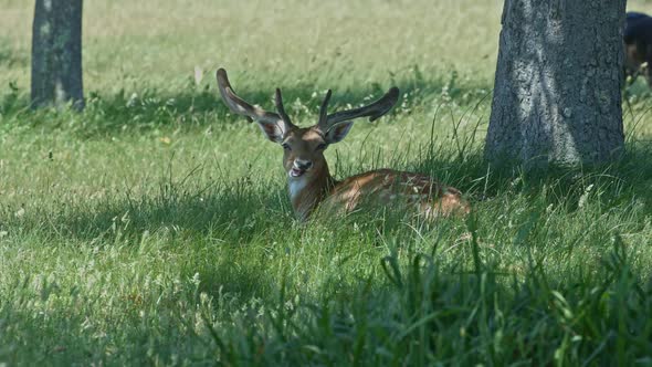 Deer in the forest