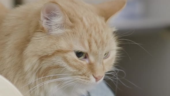 Close Up Footage of Cute Ginger Cat. Fluffy Pet Portrait