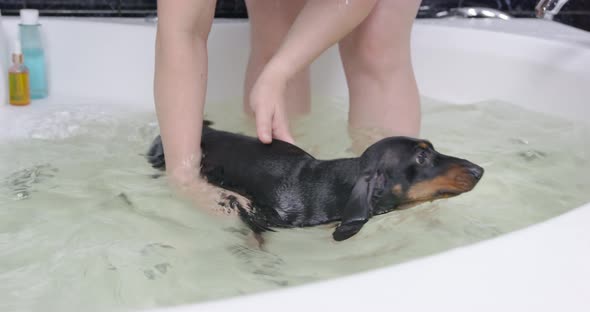 Trainer with Puppy Dog in Bathtub During Bathing