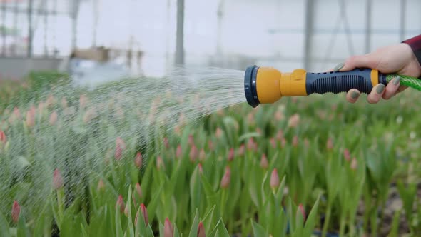 In the Greenhouse Water Flows From a Hose in the Hand of a Florist