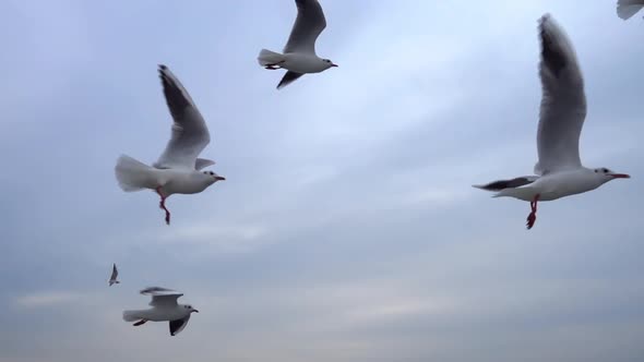 Seagulls Flying In The Gray Clean Sky. Close Up Flock Of Birds Flies Slow Motion. 3