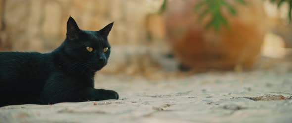 Black yellow-eyed cat lying down and relaxing on pavement, slow motion 4K