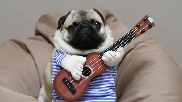 Funny Pug Dog with a Guitar in a Suit Yawns Sitting in a Chair Bag Indoor