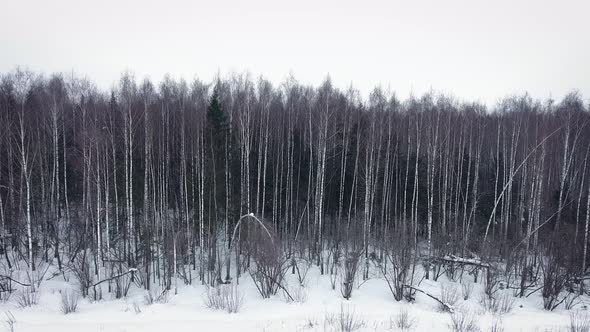 Panorama of trees in the winter forest