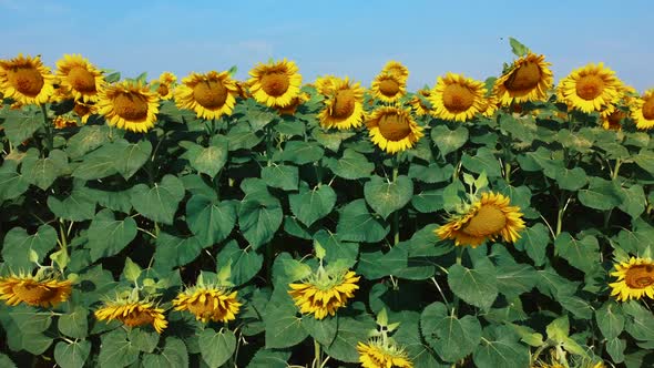 Sunflower Flowers Close Up